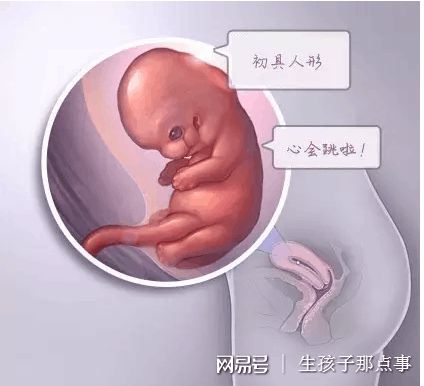 凍結胚移植